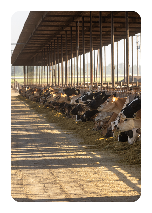 Dairy-Landing-2